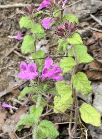 Clinopodium vulgare image