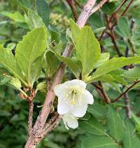 Rhododendron albiflorum image