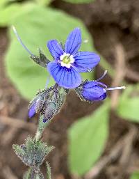 Veronica cusickii image