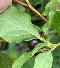 Vaccinium membranaceum image