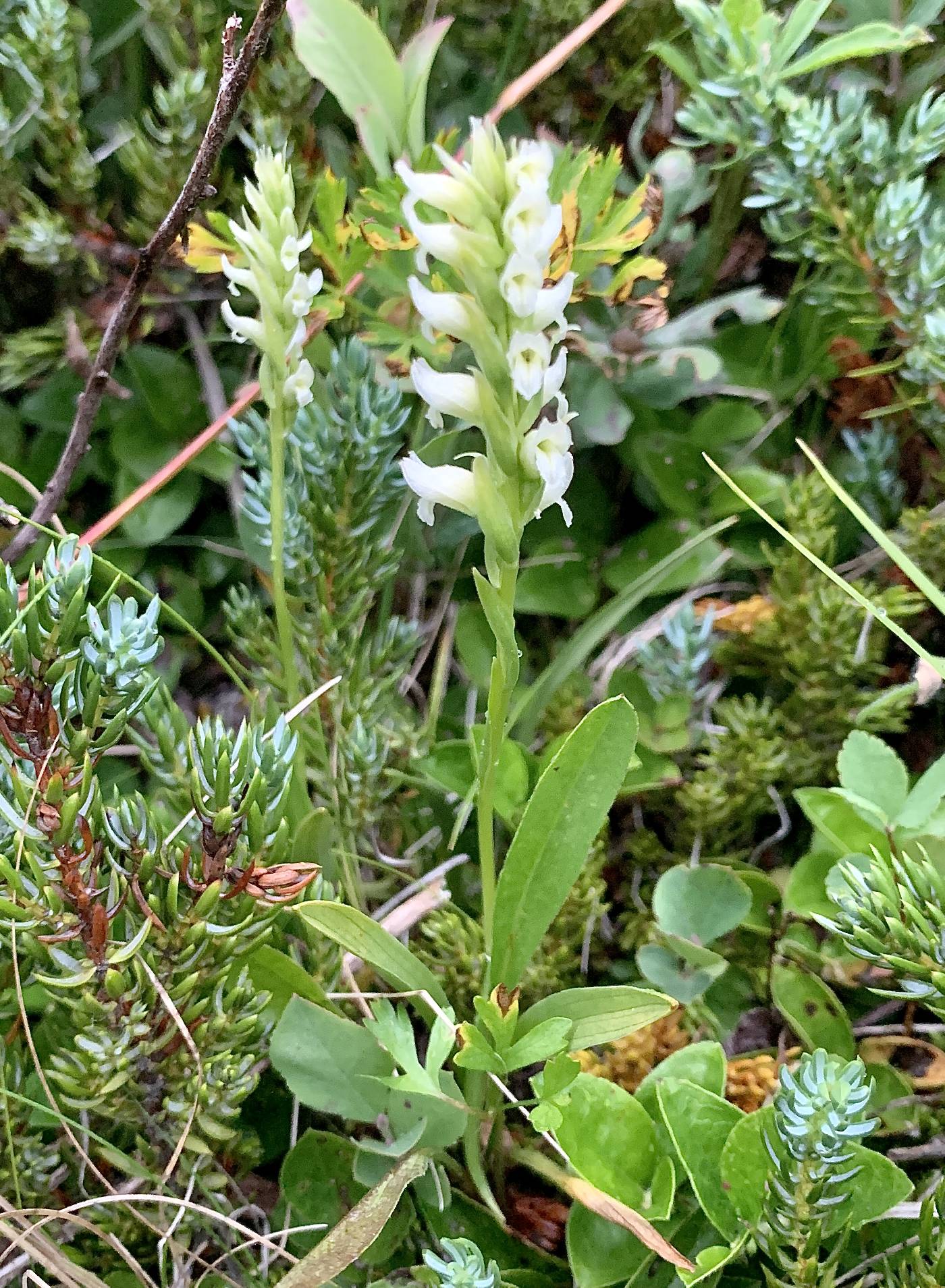 Spiranthes romanzoffiana image