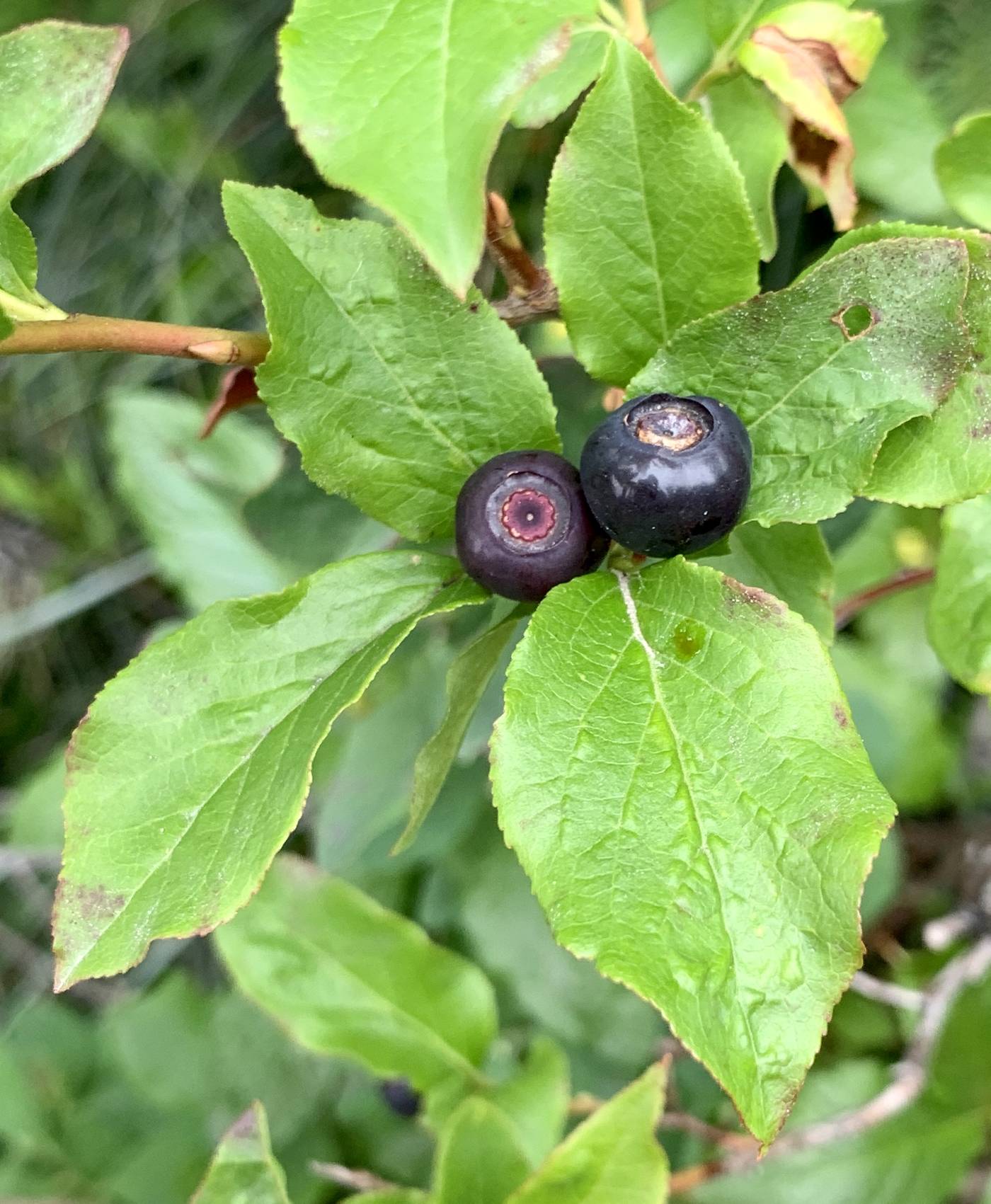 Vaccinium membranaceum image