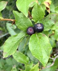 Image of Vaccinium membranaceum