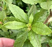 Rhododendron albiflorum image