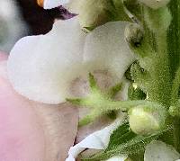 Verbascum nigrum image