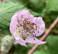 Rubus armeniacus image