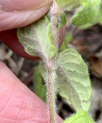 Clinopodium vulgare image