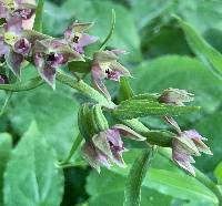 Epipactis helleborine image