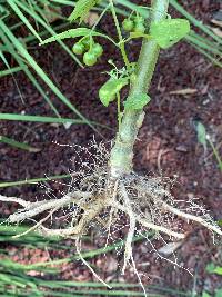 Solanum ptychanthum image