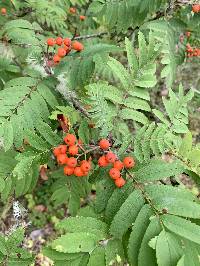 Image of Sorbus aucuparia