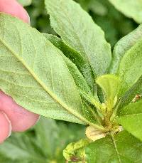 Rhododendron albiflorum image