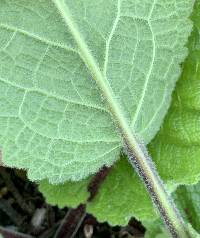 Verbascum nigrum image