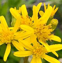 Senecio triangularis image