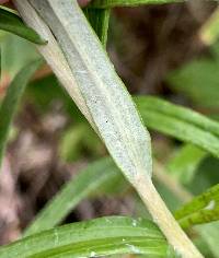 Anaphalis margaritacea image