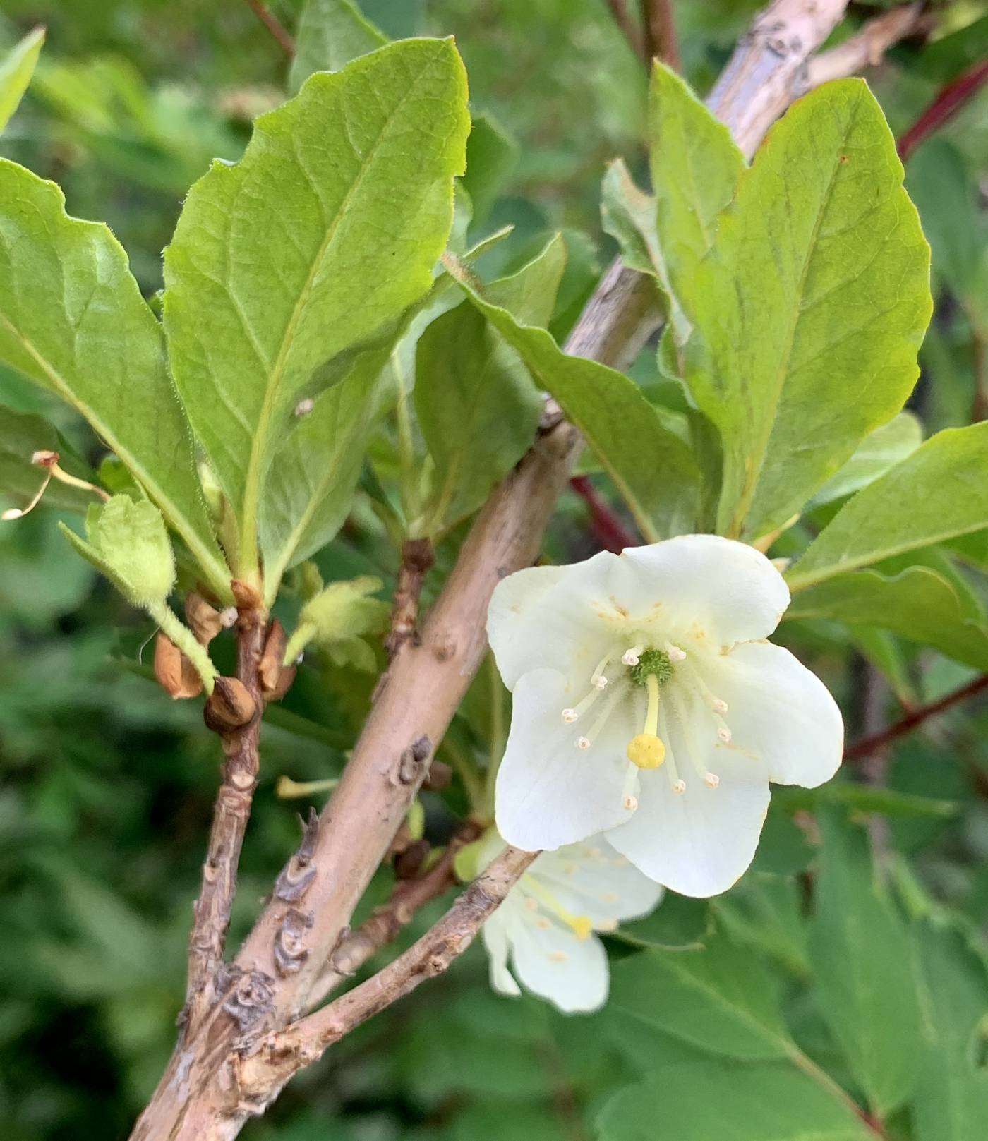 Rhododendron albiflorum image