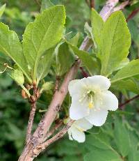 Image of Rhododendron albiflorum