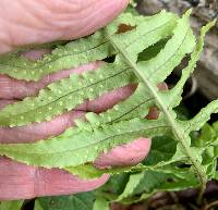 Polypodium glycyrrhiza image