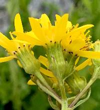 Senecio triangularis image