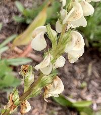 Pedicularis contorta image