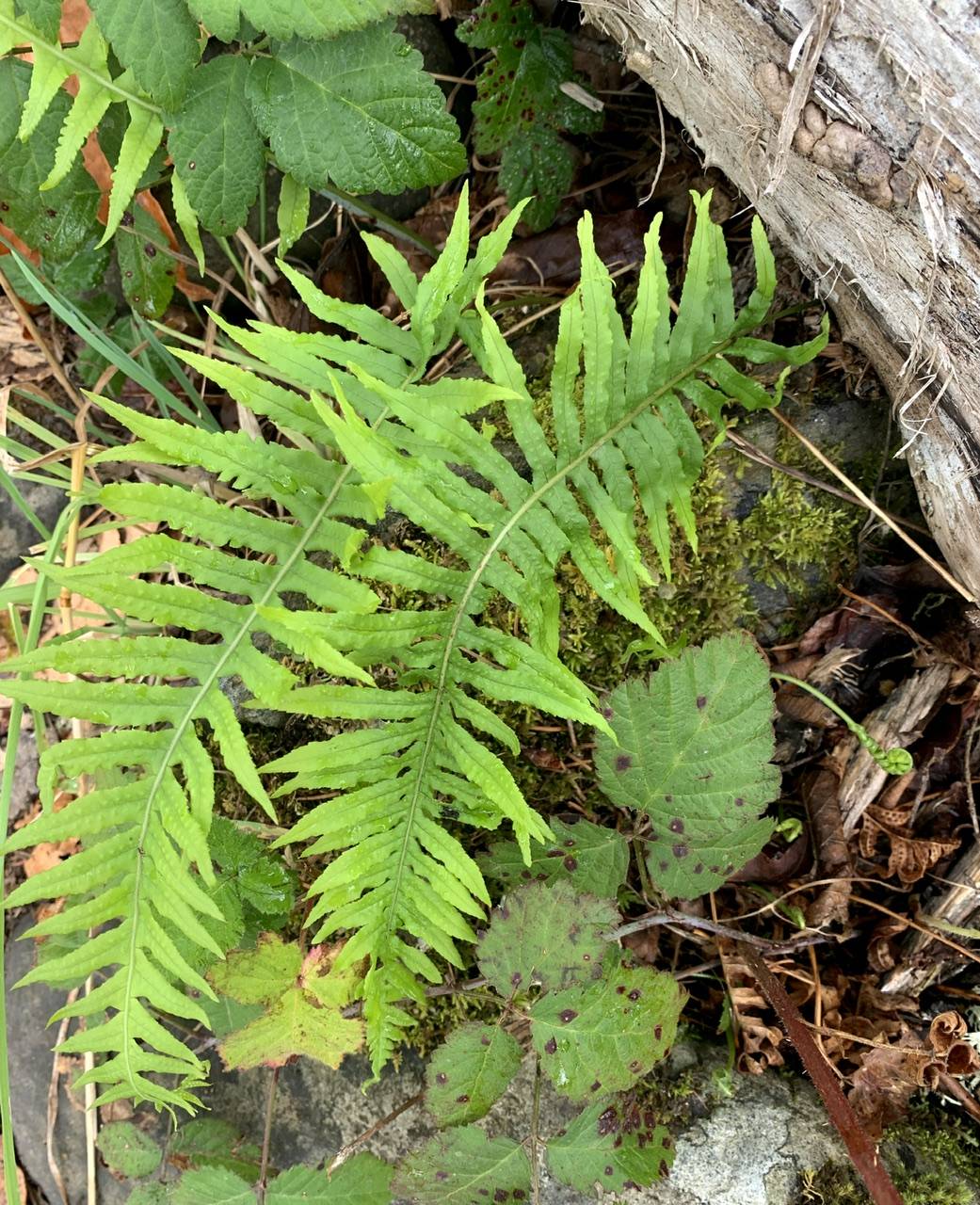 Polypodium glycyrrhiza image