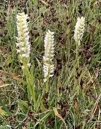 Spiranthes romanzoffiana image