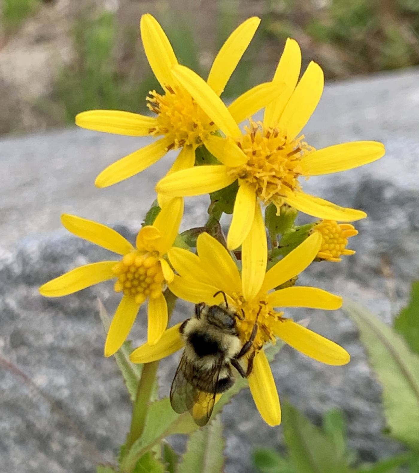 Senecio triangularis image