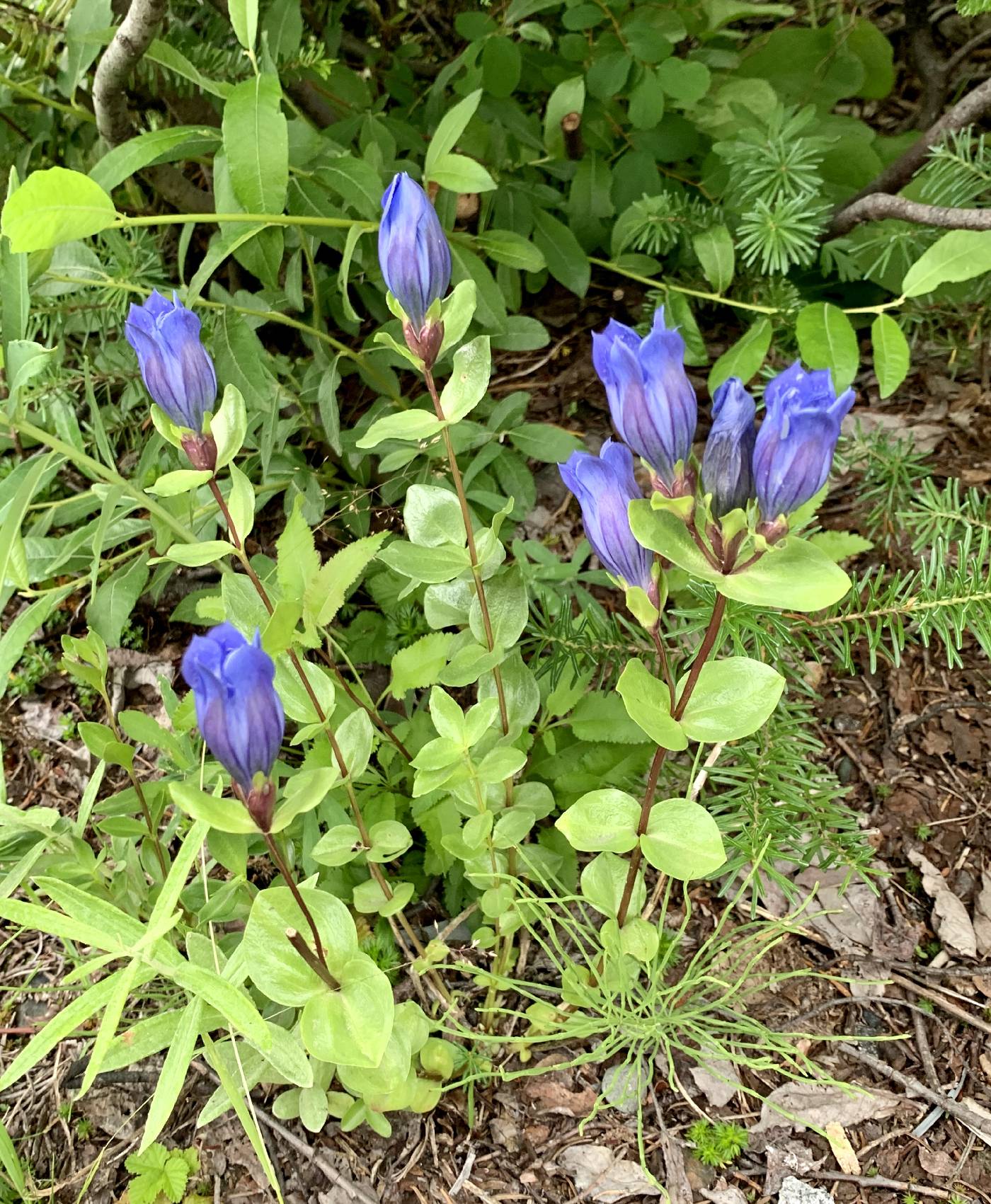 Gentiana calycosa image