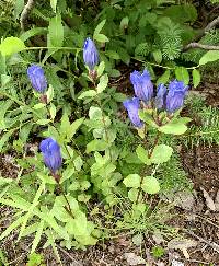 Image of Gentiana calycosa