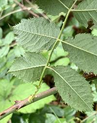 Rosa canina image