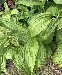 Veratrum viride image