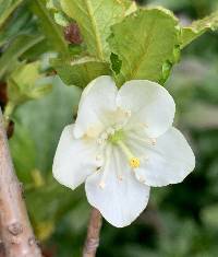 Rhododendron albiflorum image