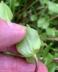 Gentiana calycosa image