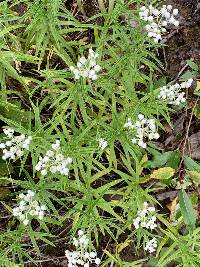 Anaphalis margaritacea image