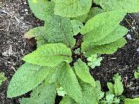 Verbascum nigrum image