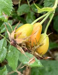 Rosa canina image