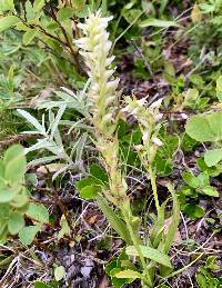 Spiranthes romanzoffiana image