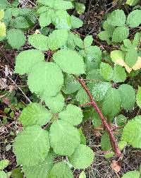 Rubus armeniacus image