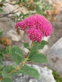 Image of Spiraea splendens