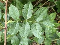 Rosa canina image