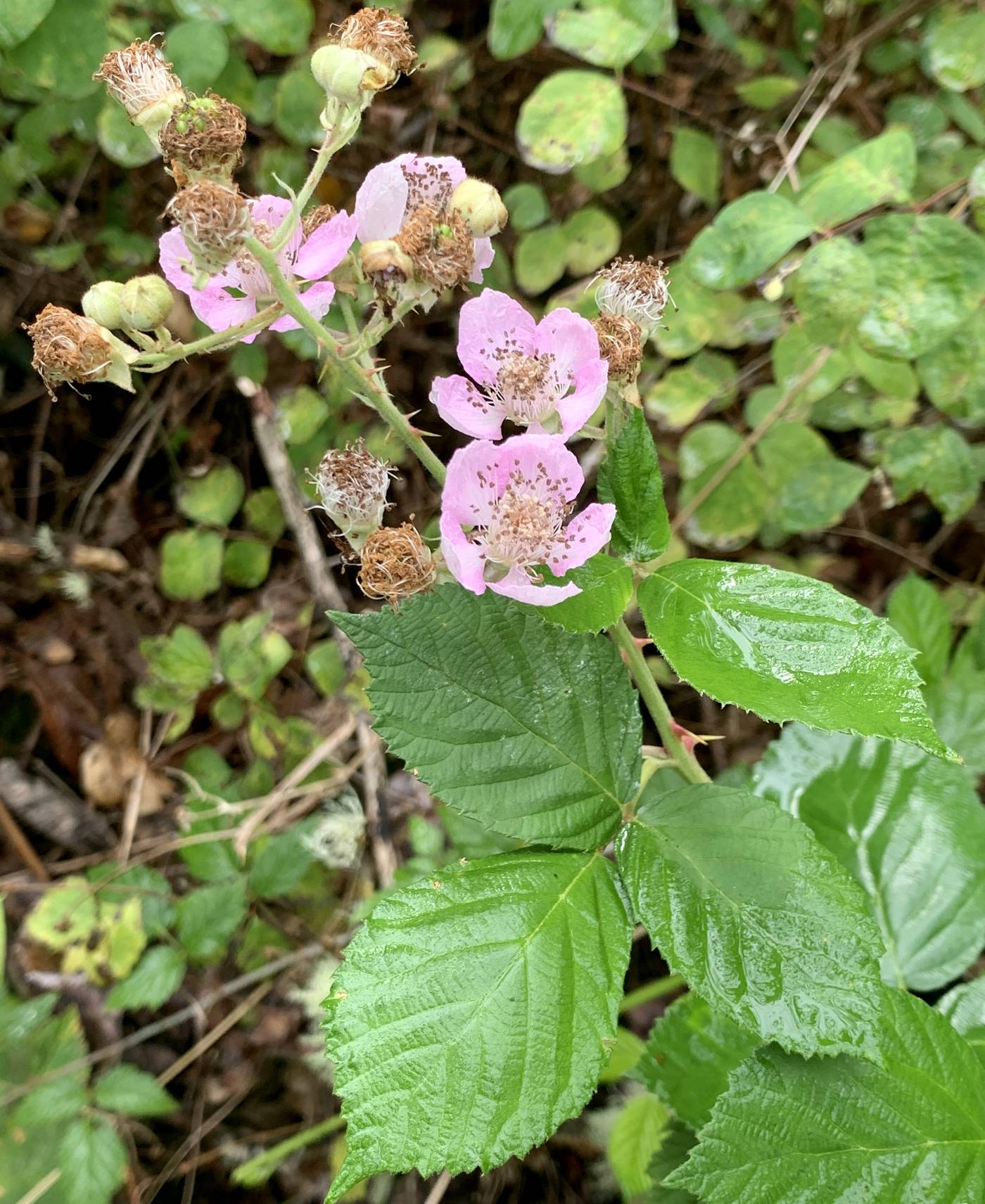 Rubus armeniacus image