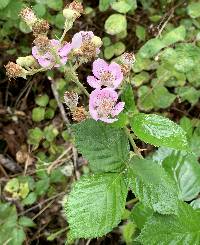 Image of Rubus armeniacus