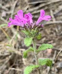 Clinopodium vulgare image