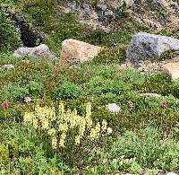 Pedicularis contorta image