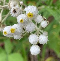 Anaphalis margaritacea image