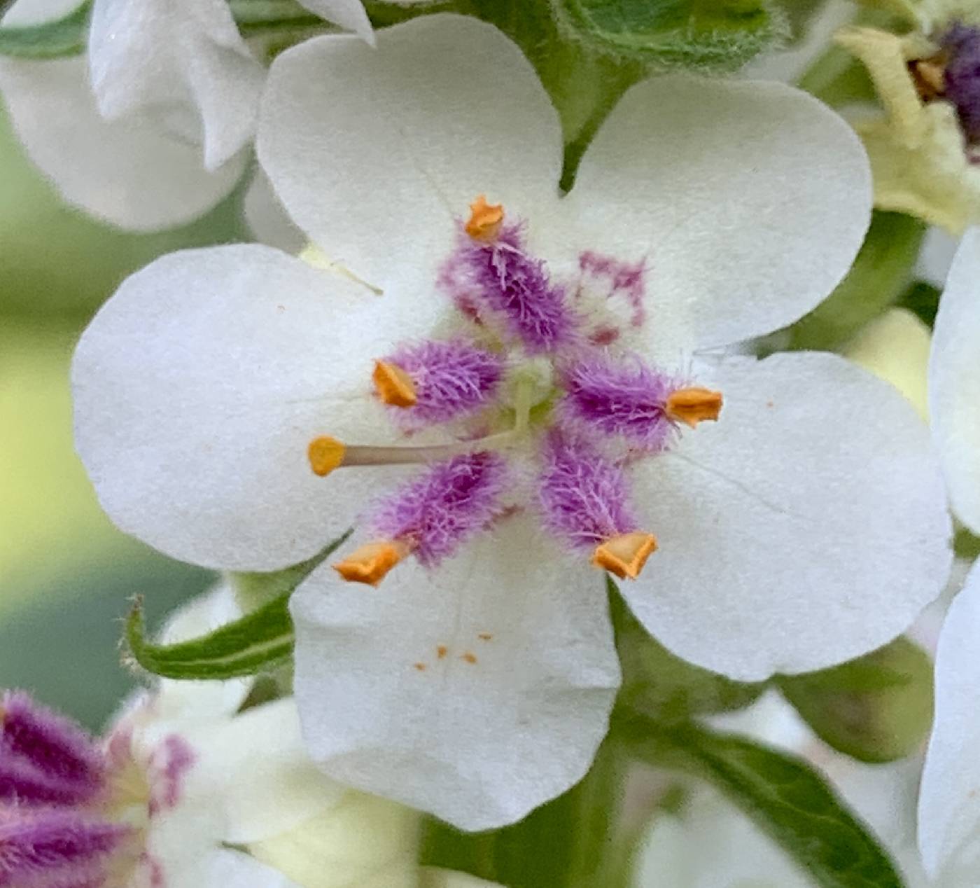 Verbascum nigrum image