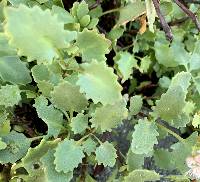 Hylotelephium populifolium image