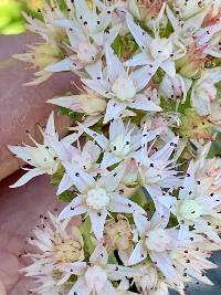 Hylotelephium populifolium image