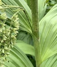 Veratrum viride image