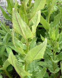 Senecio triangularis image