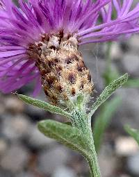 Image of Centaurea nigra